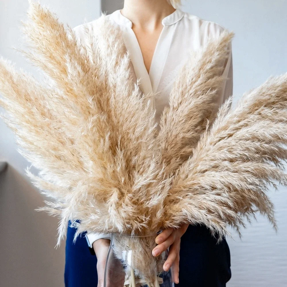 120cm - 130cm Fluffy Large Pam - Dried Flower Bulk recensione e prezzo