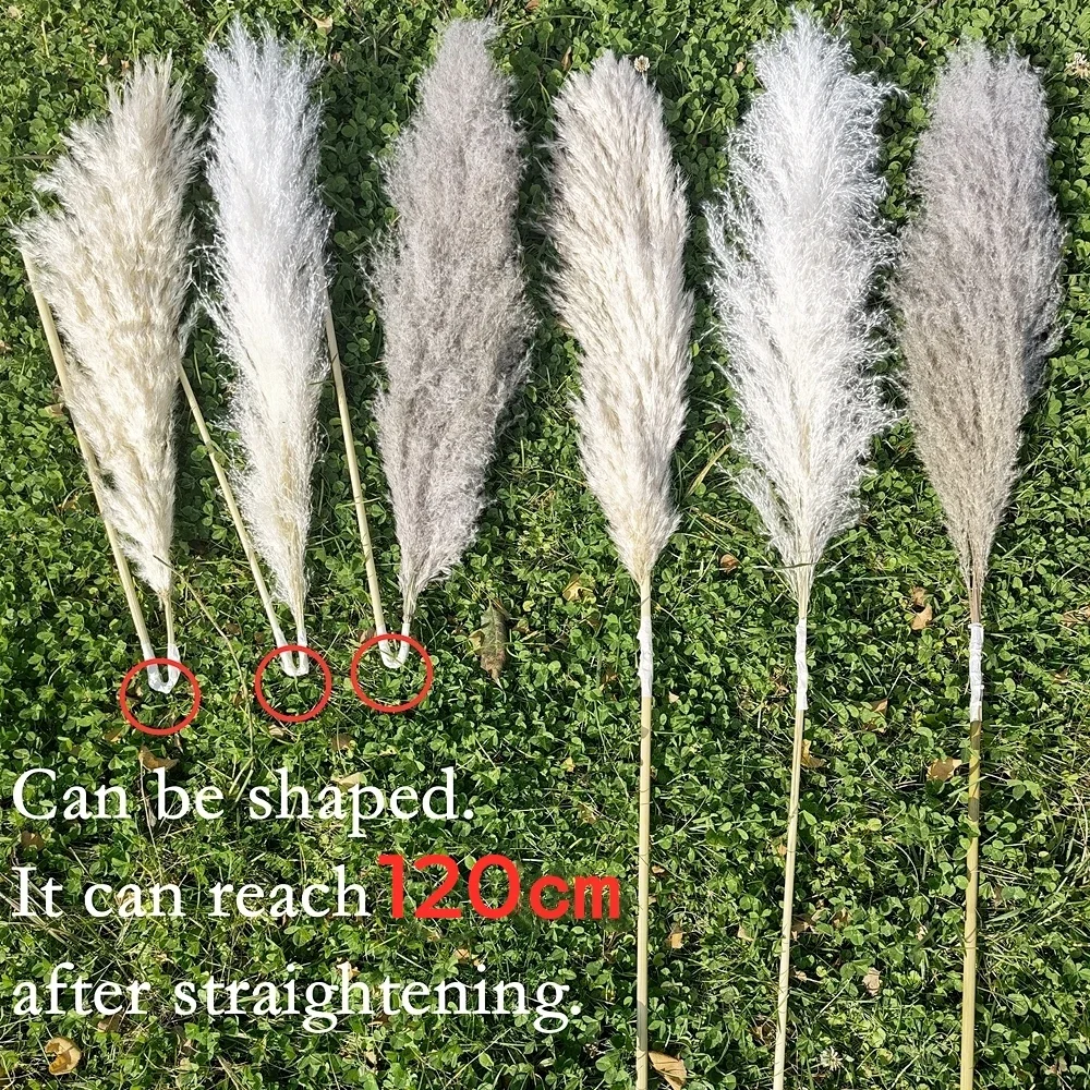 120cm - 130cm Fluffy Large Pam - Dried Flower Bulk recensione e prezzo