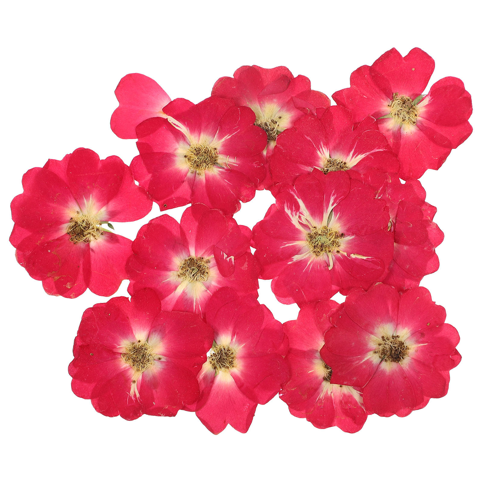 12Pcs Natural Dried Rose Press - Resin Jewelry Kit recensione e prezzo