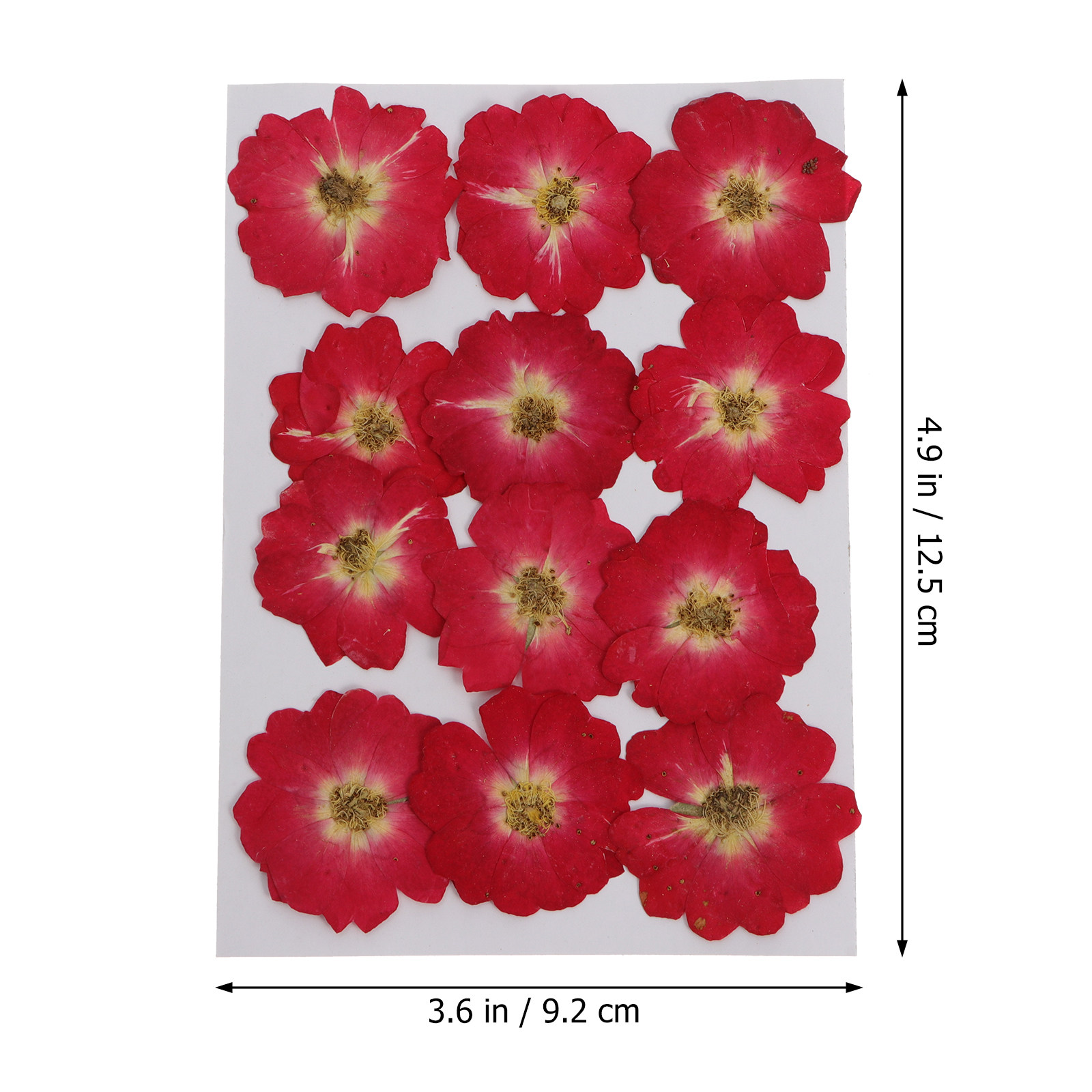 12Pcs Natural Dried Rose Press - Resin Jewelry Kit recensione e prezzo