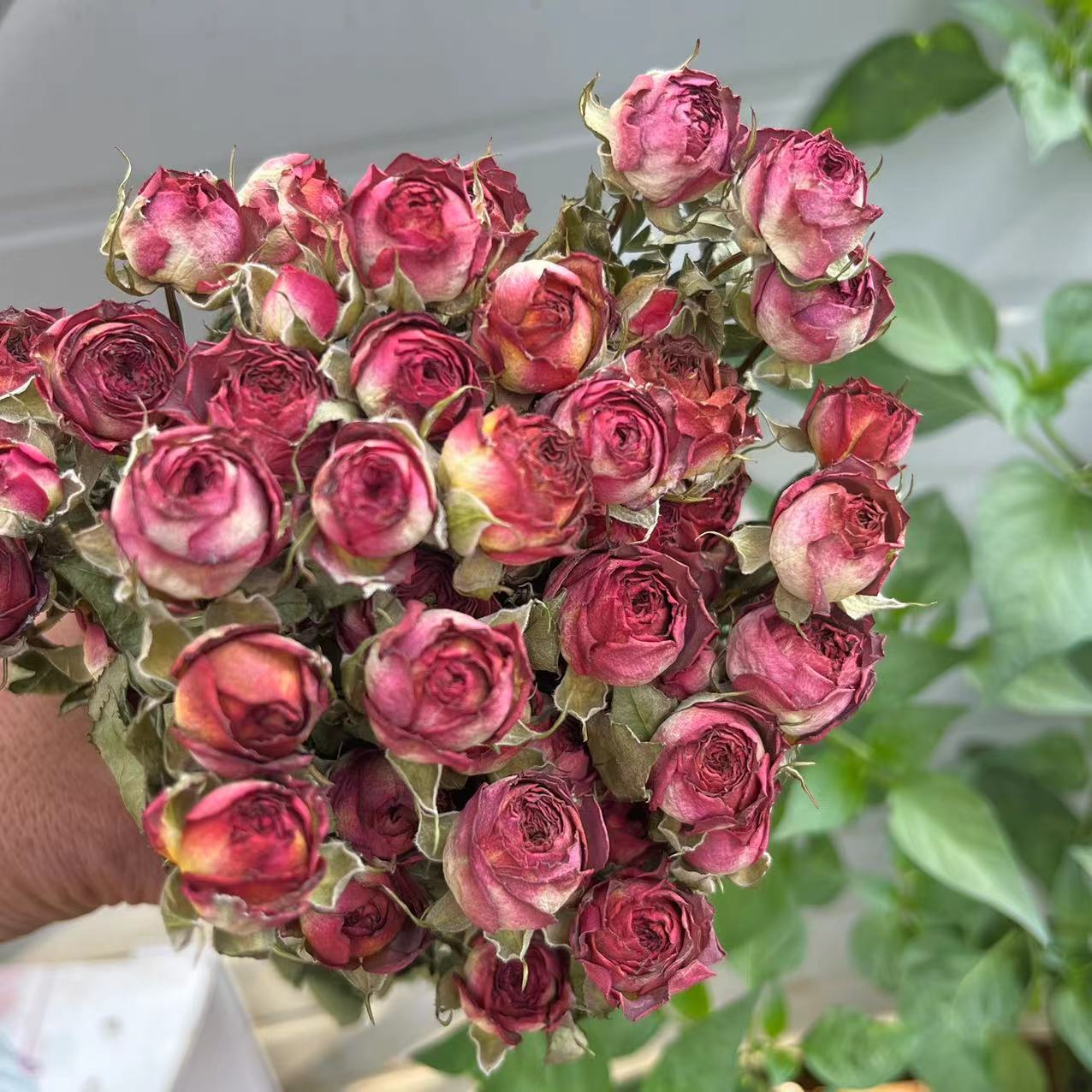 a lot Small Rose, Decorative N - Dried Flower Bulk recensione e prezzo